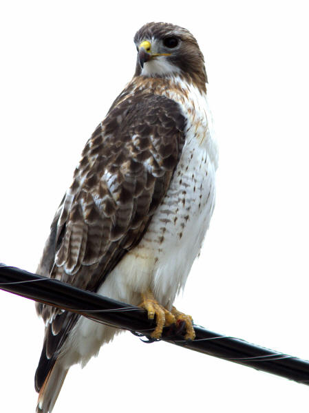 Red-tailed Hawk