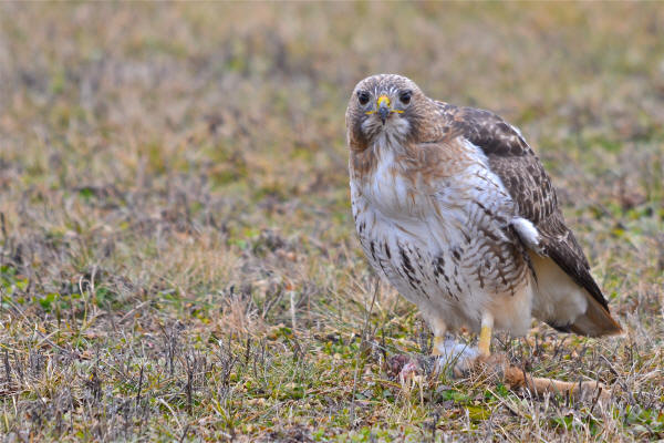 Red-tailed Hawk