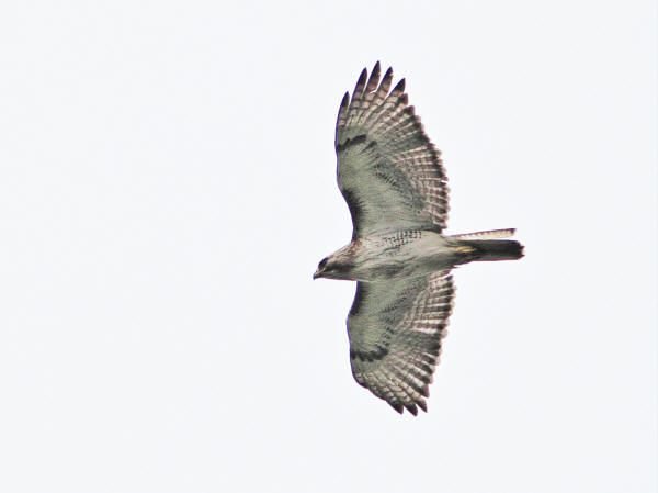 Red-tailed Hawk