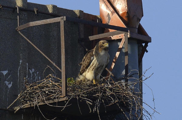 Red-tailed Hawk