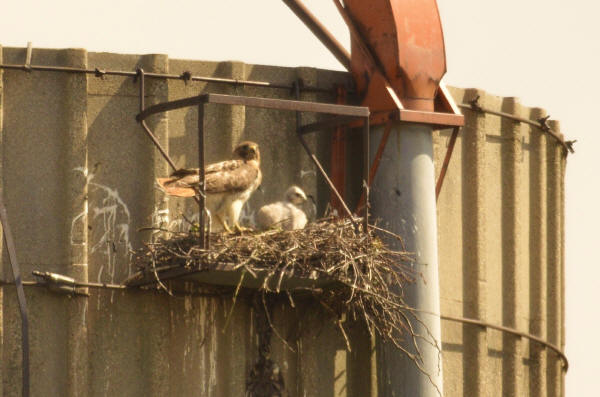 Red-tailed Hawk and chick