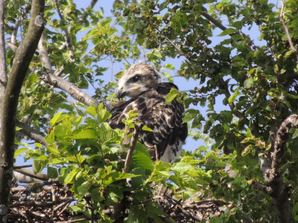 Red-tailed Hawk eyas