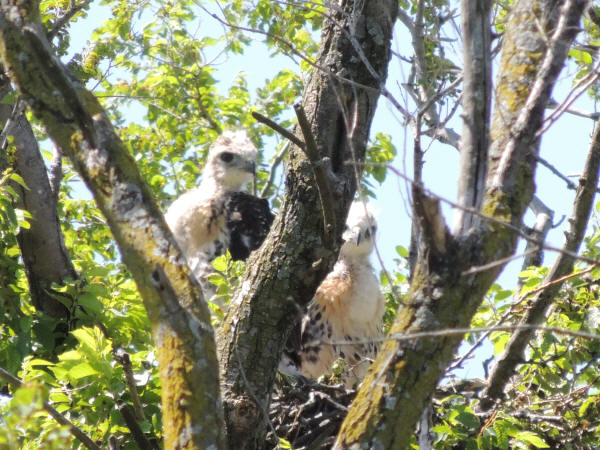 Red-tailed Hawk eyases