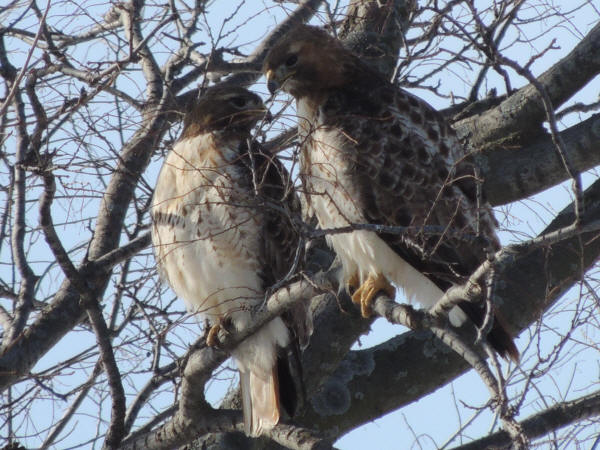 Red-tailed Hawks