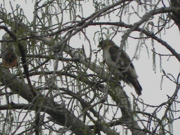Red-tailed Hawks