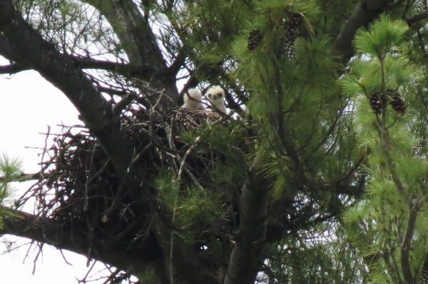 Red-tailed Hawks
