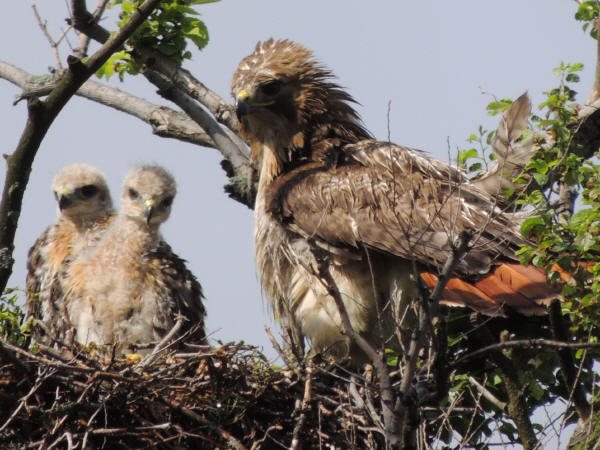 Red-tailed Hawks