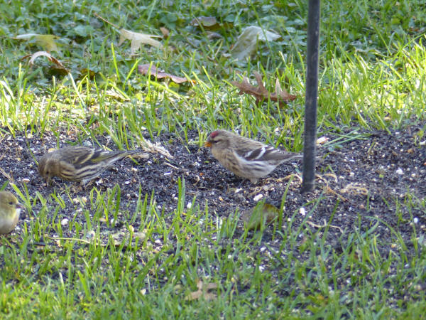 Common Redpoll