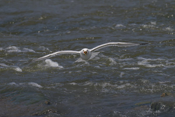 Ring-billed Gull