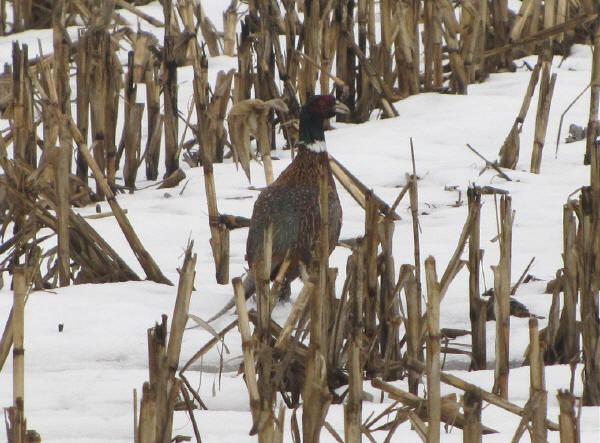 Ring-necked Pheasant