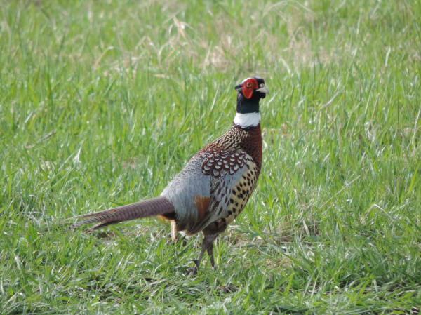 Ring-necked Pheasant