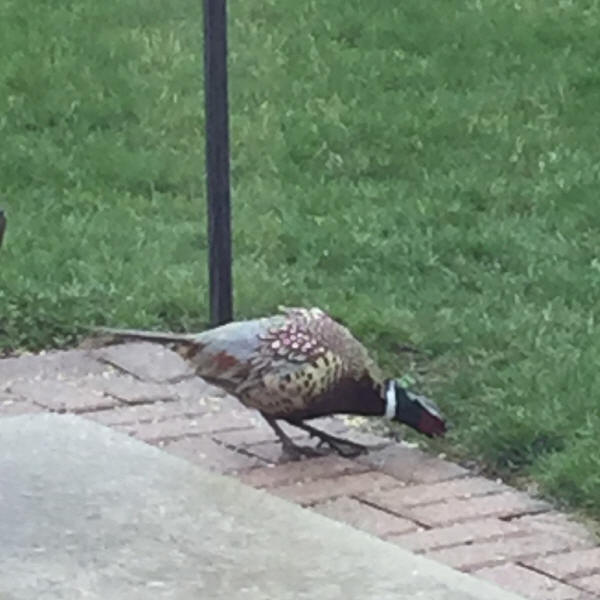 Ring-necked Pheasant