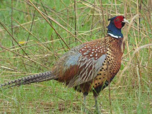 Ring-necked Pheasant