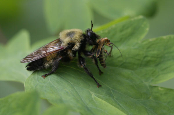 Robber Fly
