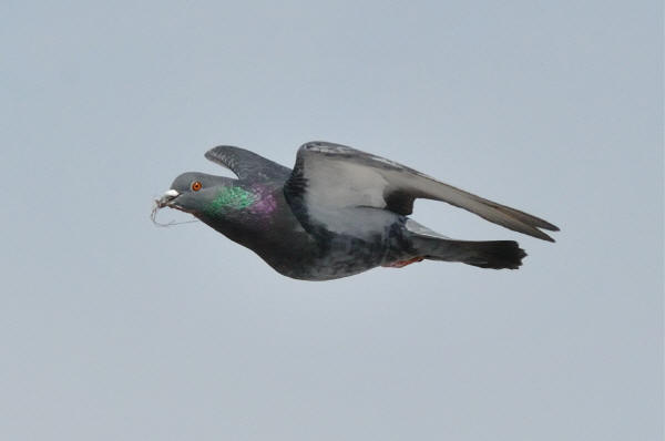 Rock Pigeon