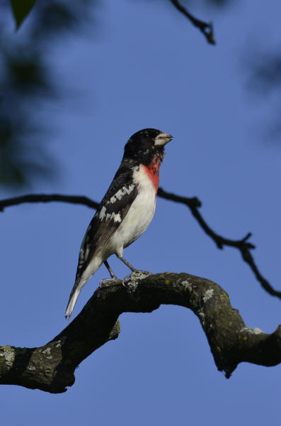 Rose-breasted Grosbeak