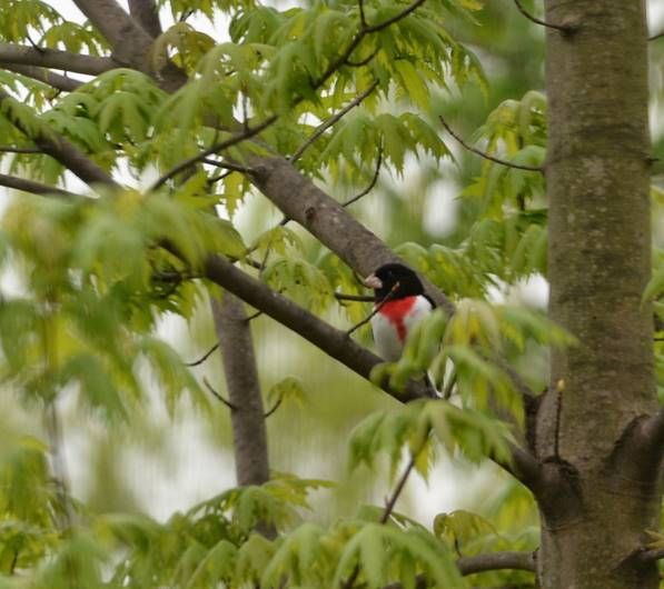 Rose-breasted Grosbeak