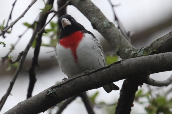 Rose-breasted Grosbeak