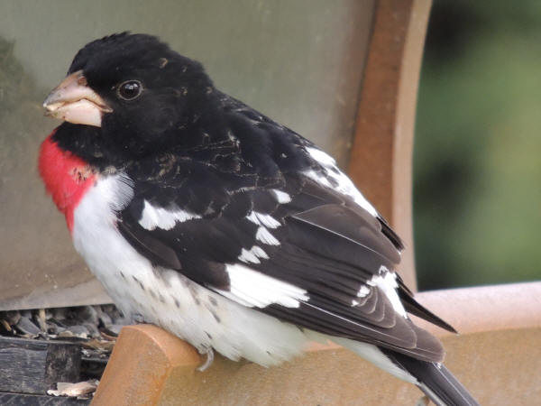 Rose-breasted Grosbeak