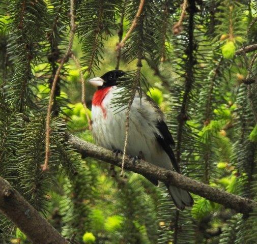 Rose-breasted Grosbeak