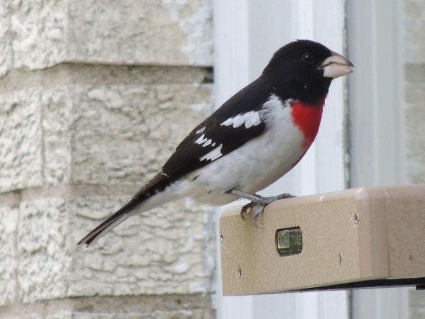 Rose-breasted Grosbeak