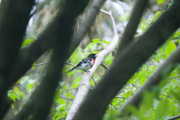 Rose-breasted Grosbeak