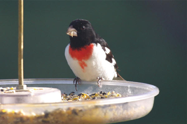 Rose-breasted Grosbeak