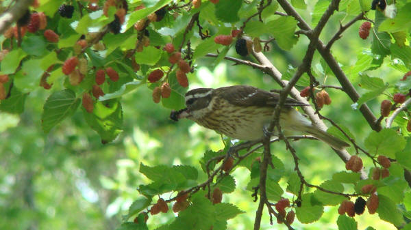 Rose-breasted Grosbeak