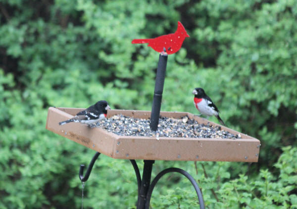 Rose-breasted Grosbeaks