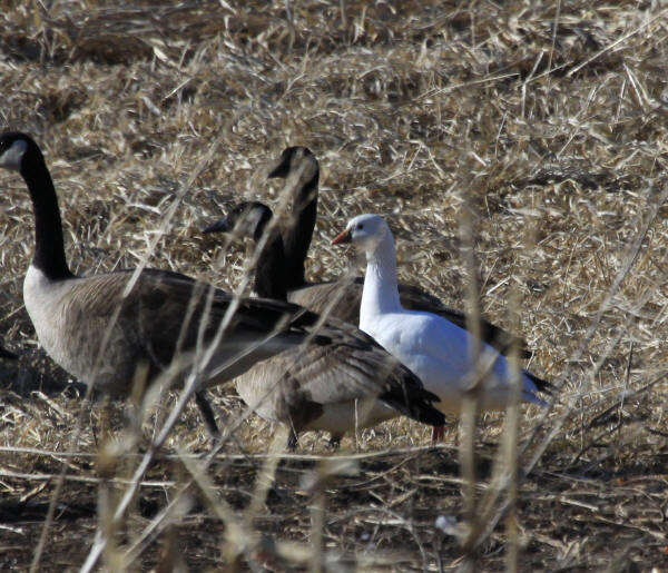 Ross's Goose