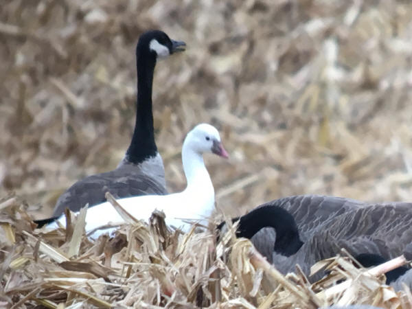 Ross's Goose
