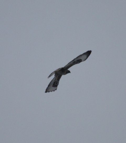 Rough-legged Hawk