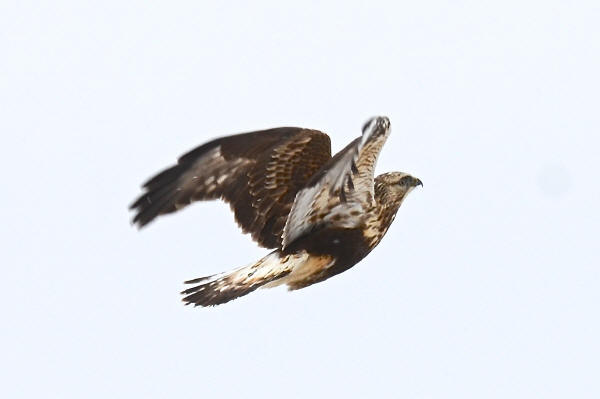 Rough-legged Hawk