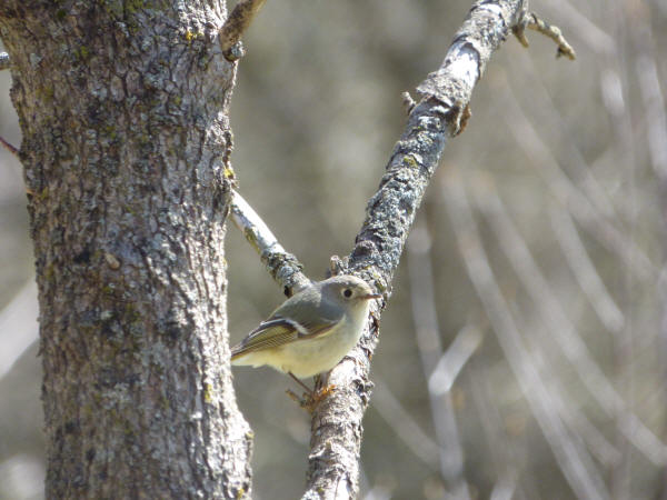Ruby-crowned Kinglet