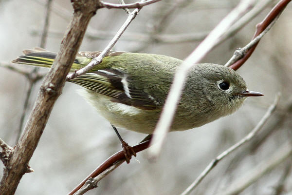 Ruby-crowned Kinglet