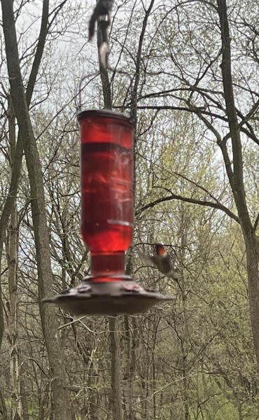 Ruby-throated Hummingbird