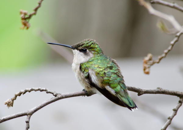Ruby-throated Hummingbird
