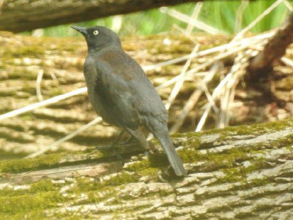 Rusty Blackbird