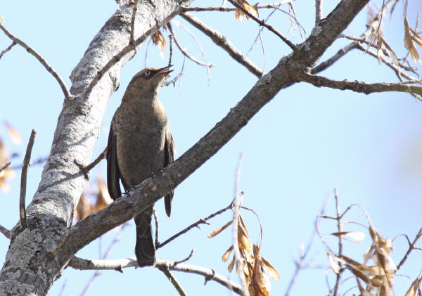Rusty Blackbird