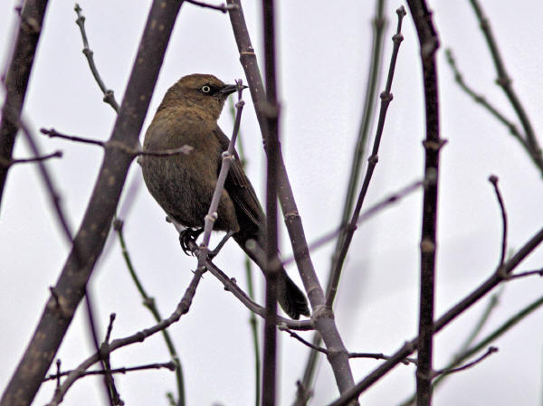 Rusty Blackbird