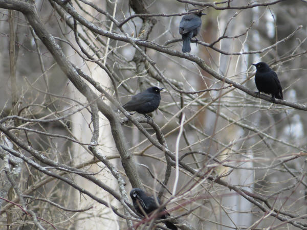 Rusty Blackbirds