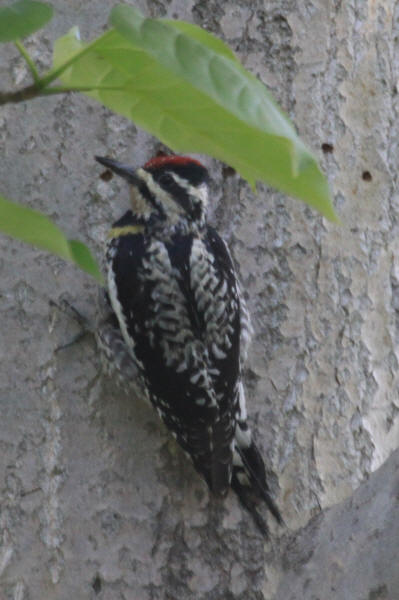Yellow-bellied Sapsucker