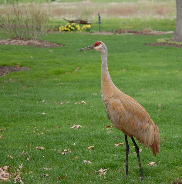 Sandhill Crane