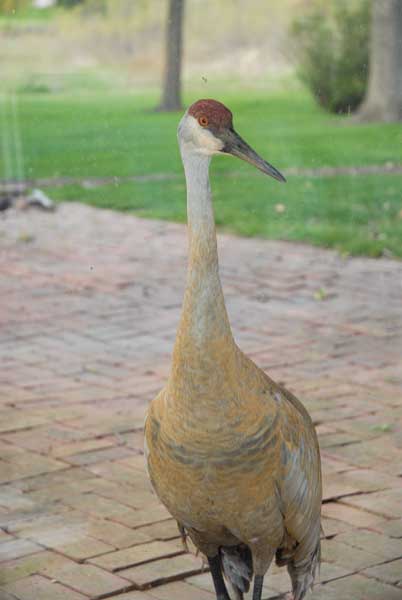 Sandhill Crane