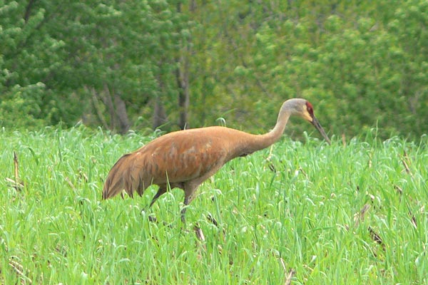 Sandhill Crane