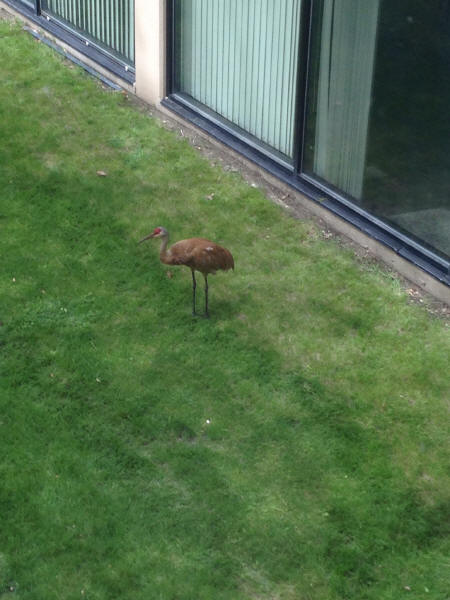 Sandhill Crane