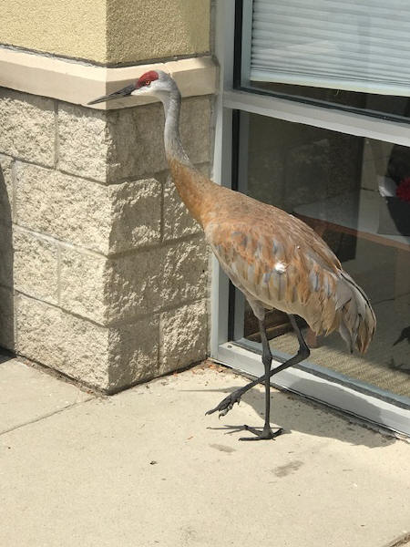 Sandhill Crane