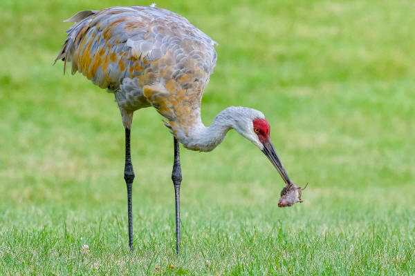 Sandhill Crane