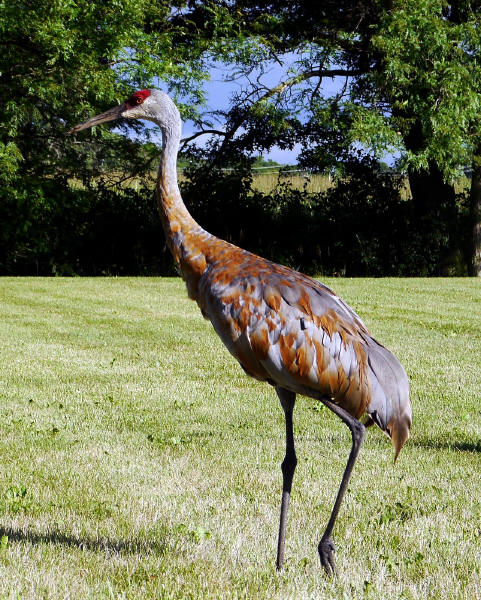 Sandhill Crane