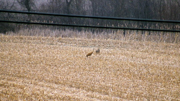 Sandhill Crane - Coyote encounter